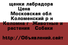 щенки лабрадора › Цена ­ 1 000 - Московская обл., Коломенский р-н, Коломна г. Животные и растения » Собаки   